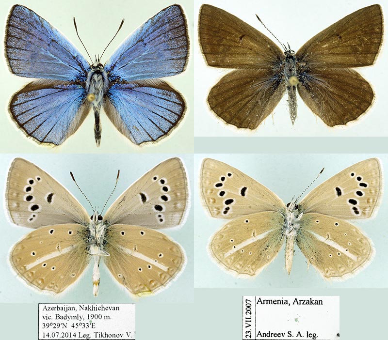 Polyommatus ninae